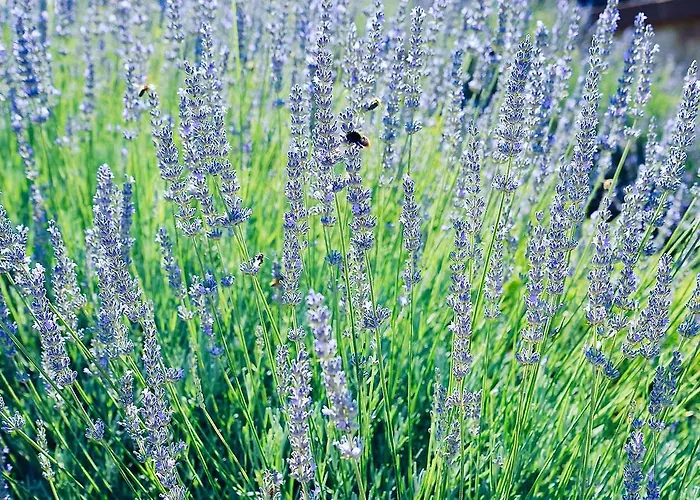 Pfalz-dorfhaus * Burrweiler